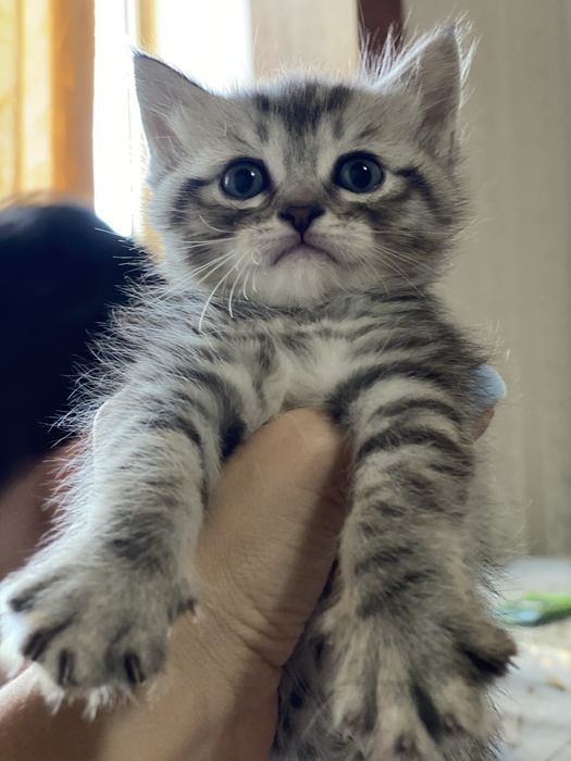 Продаются котята