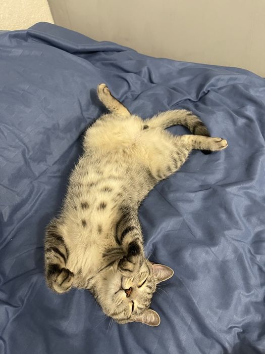 Отдам кота Даром