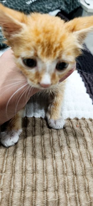 Отдам в добрые руки