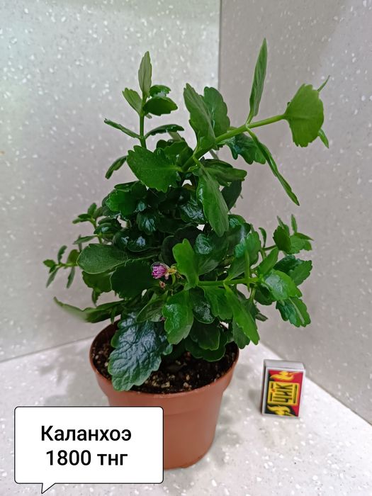 Комнатные цветы для дома