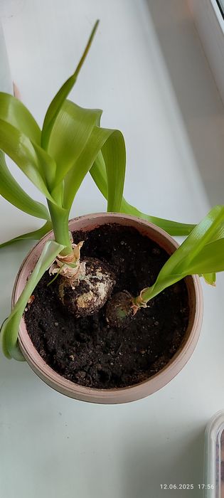 Продам луковицы Индийского лука