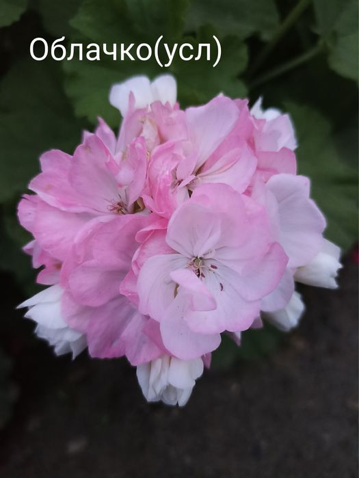 Укорененные черенки пеларгонии(герани)