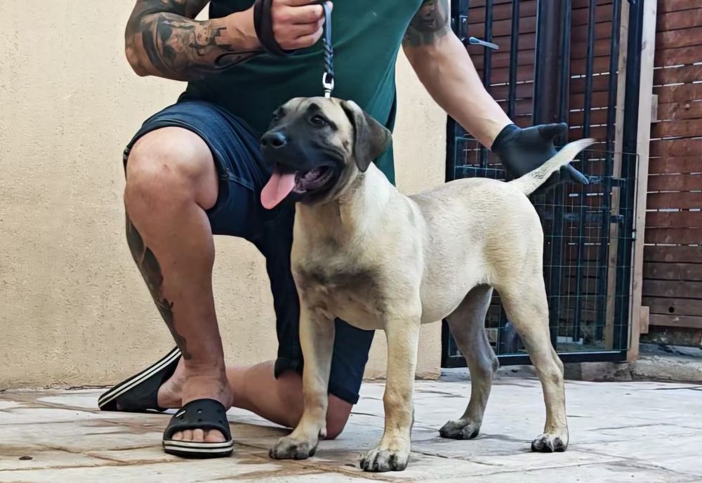 Femela Presa Canario