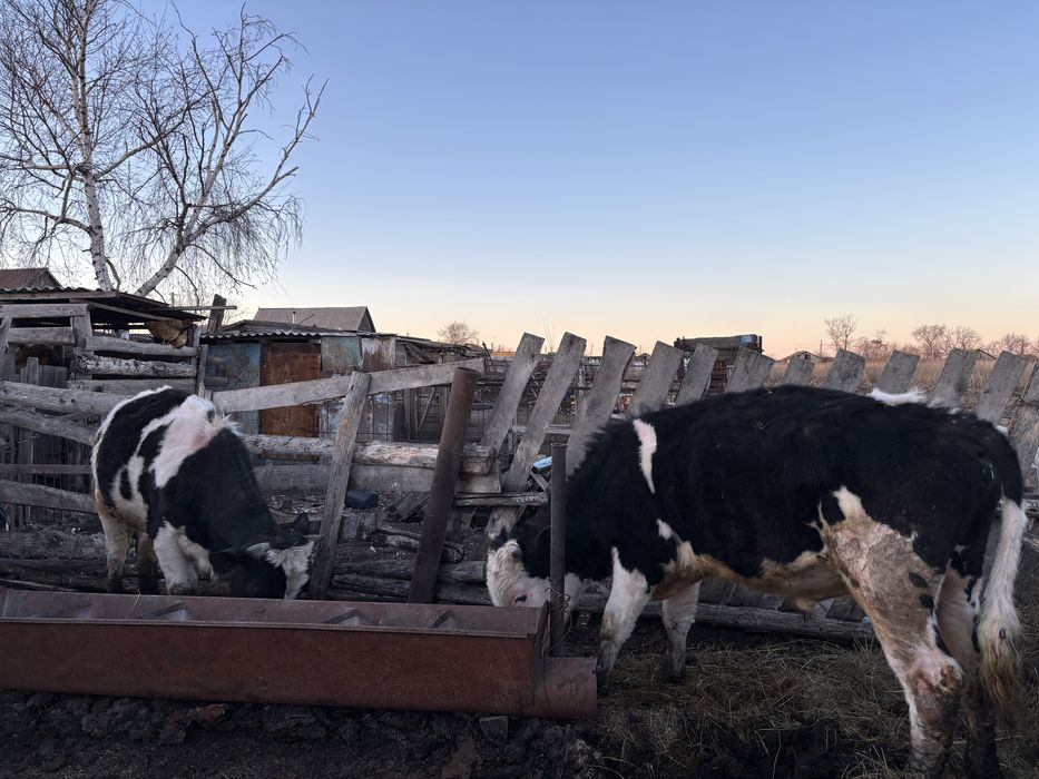 продам быков 1,2 года