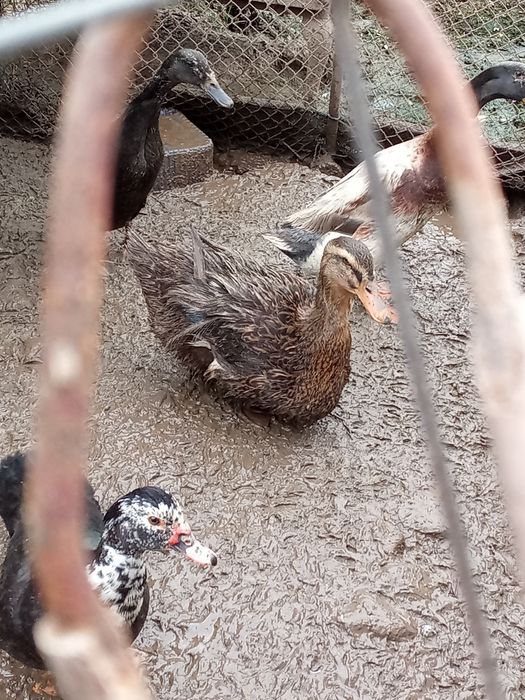 O rată Rouen și rate salbatice