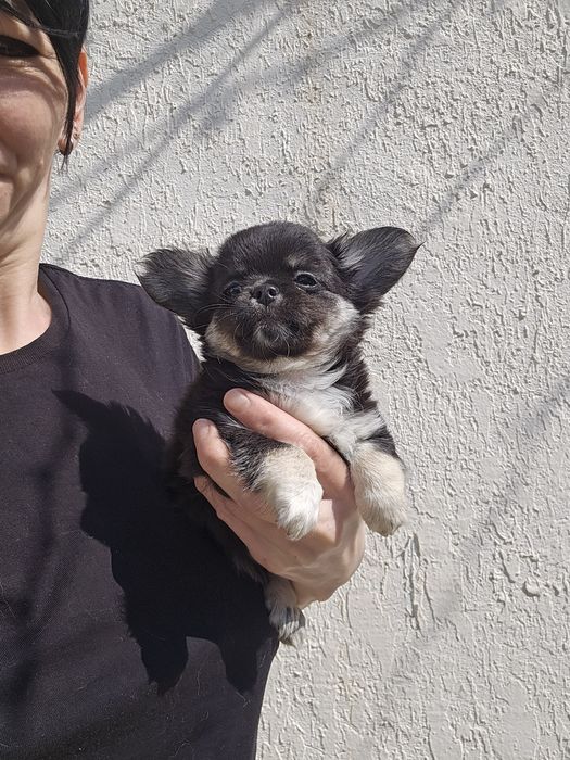 Чихуахуа девочка