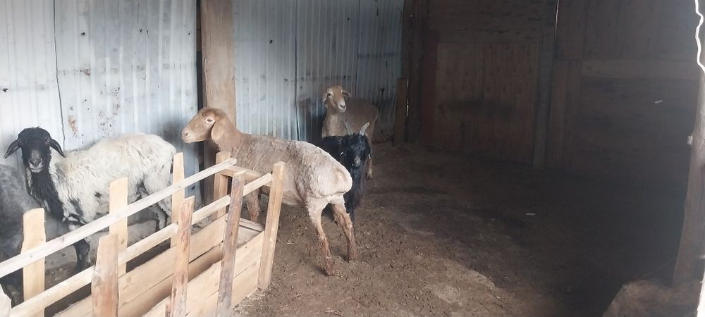 Семіз қой, тоқты