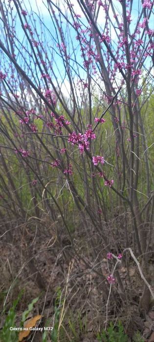 Багрянник гул кучатлари сотилади