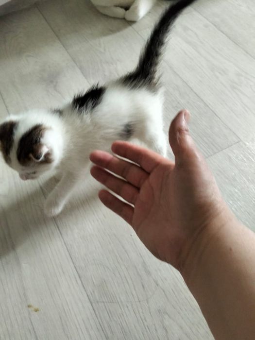 Котенок в добрые руки