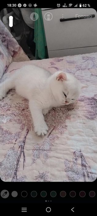 Продаеться серебристая шиншилла