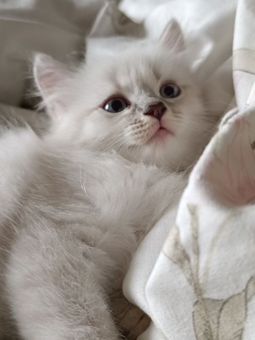 Маленькие Котята