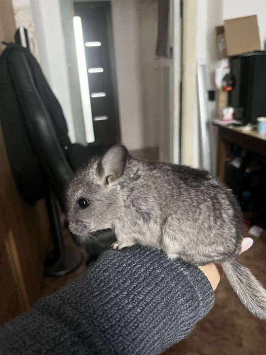 Продам Шиншилу 15.000