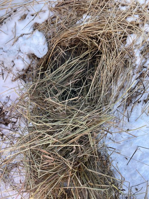 Продам сено дикий перей 2024 года