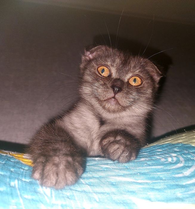 котёнку 2,5 месяца