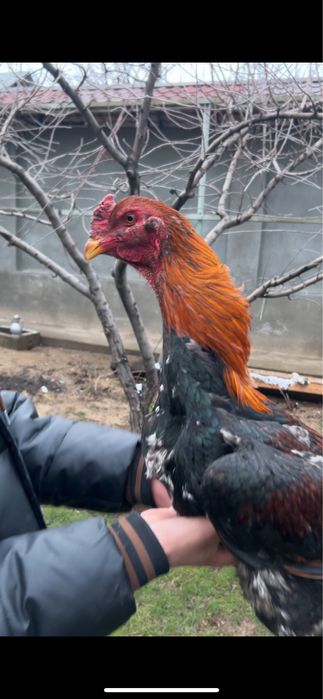 Дакан шымкент…….