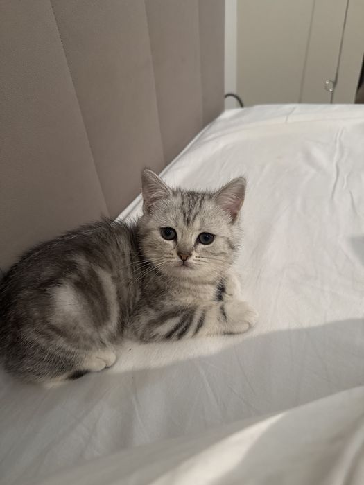 Продаётся кошка, 1,5 месяца.