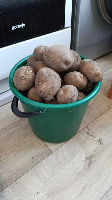 Продам картофель