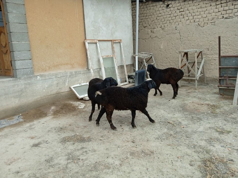 Койлар  сатылады