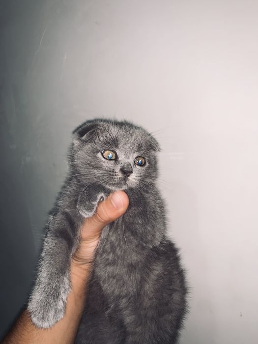 Скотиш фолд 2 ойлик