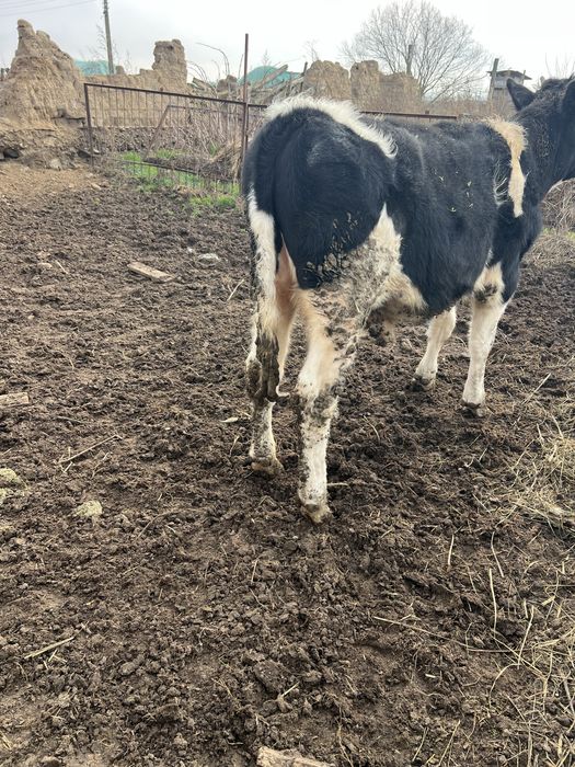 Tăuraș de vânzare