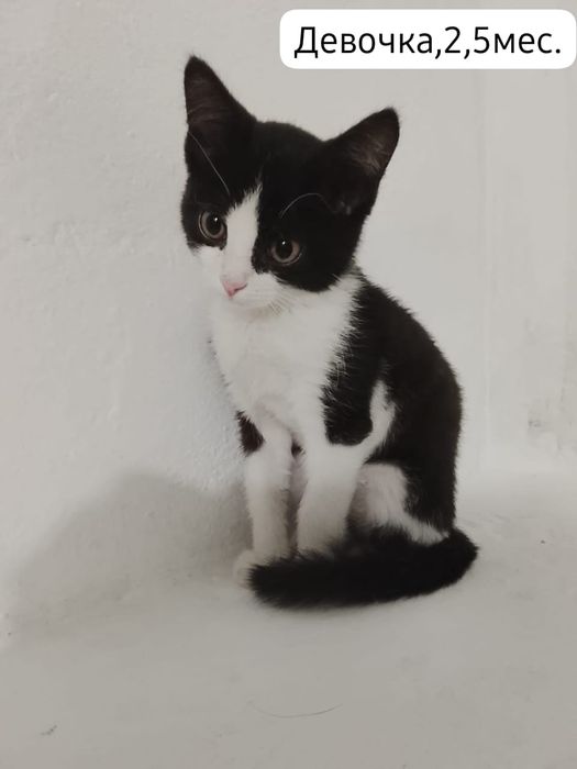 Котята бесплатно⁹
