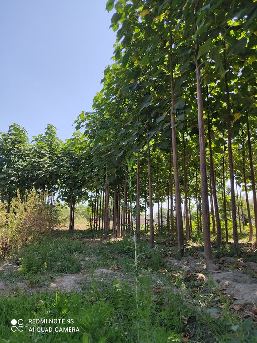 Paloniya daraxtlari koʻchati sotiladi.yosh daraxtlar hali etilmagan