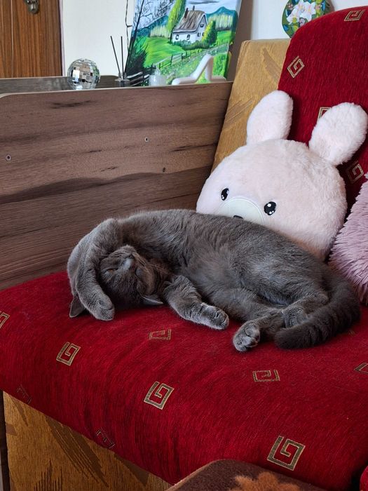 Продавам женска сина британска късокосместа котка.