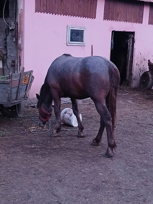 De vanzare Manz de 1 an si 8 luni