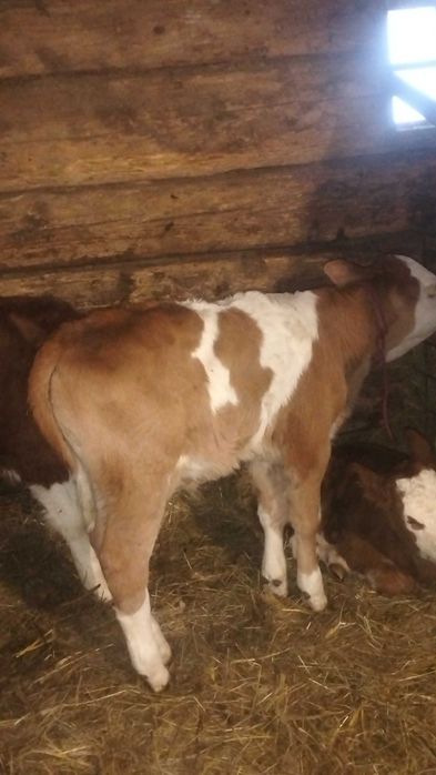 Vând doi vitei baltati