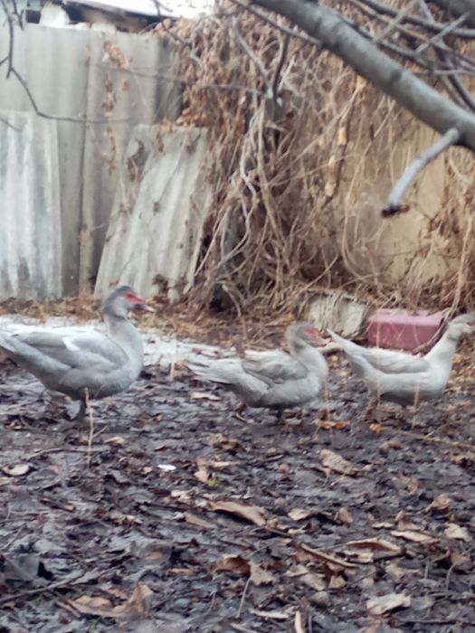 Утки  порода лаванда