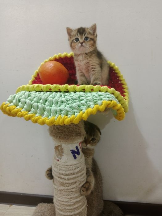 Золотая Шиншила девочка