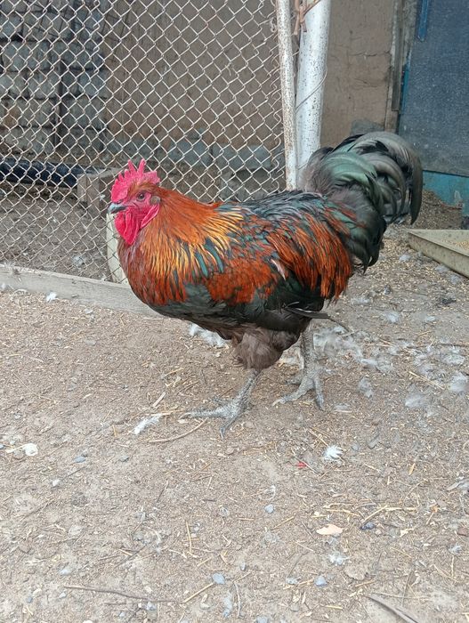 Продам петухов крупных и гусей