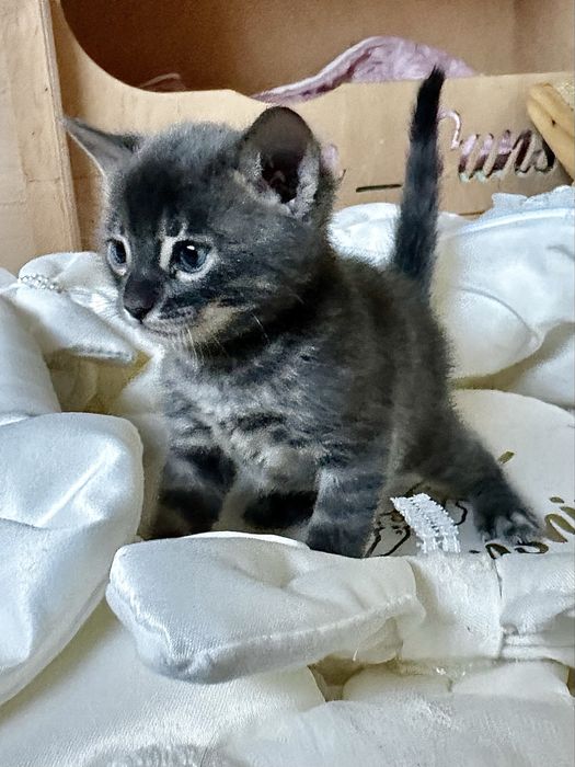 Элитни бенгалски котенца с родословие -снежен,сребърни,кафяви,сини(WCF)