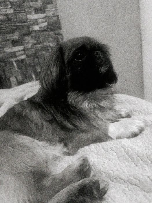 Пикинес сводка  бесплатно