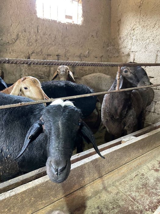 Qoylar bor arpa bugdoyla yep kotta bogan 30 kg dan 50 kggacha