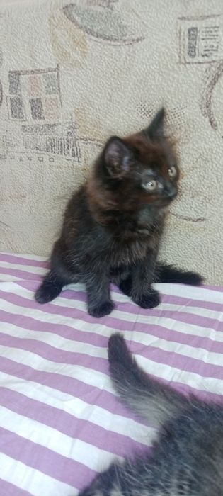 Котята бесплатно