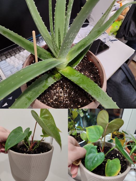 Цветы цветы цветы