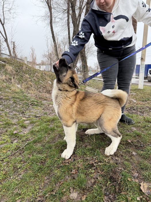 Щенки американской акиты