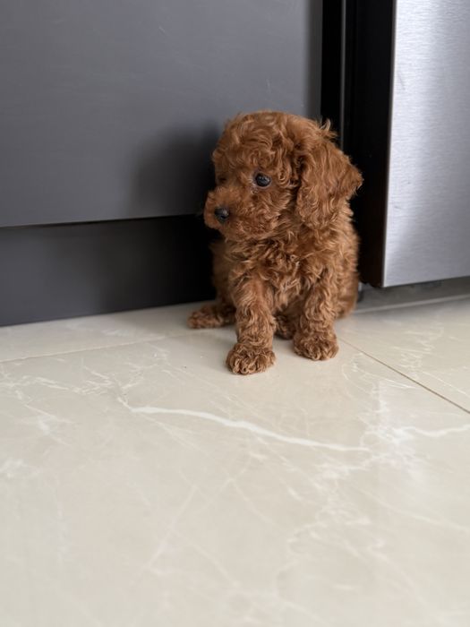 Пудел Той/Poodle Toy