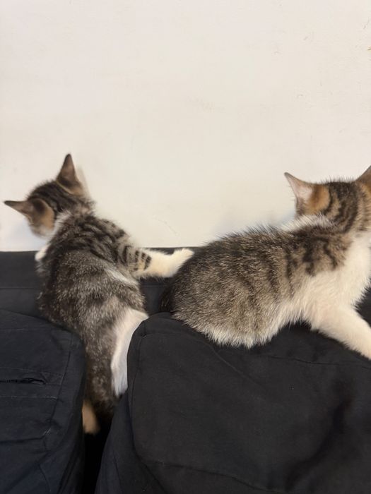 Donez 2 pui de pisica 6 saptamani