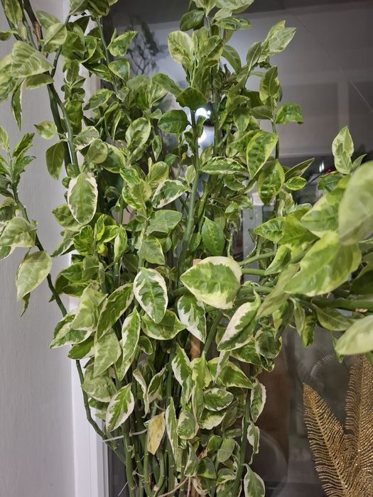 Продам   комнотное растение