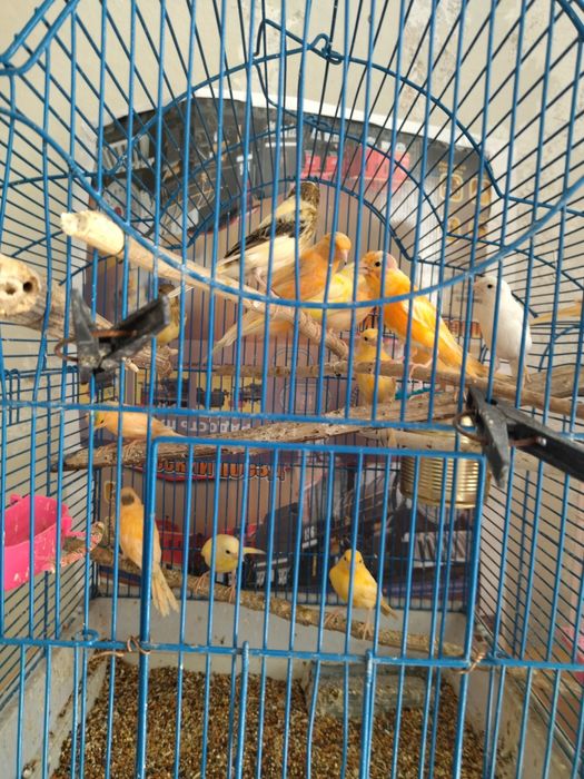 Канарейки в продаже.