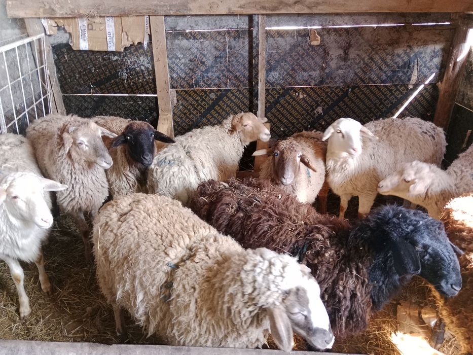 Срочно срочно продам