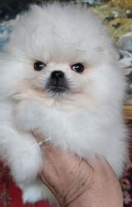 Щенки шпица мини