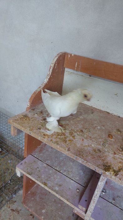 Голуби белый двухчубый самец кептер