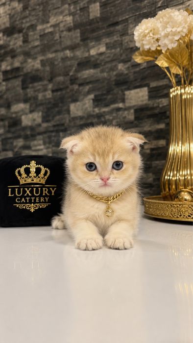 Продается котенок фолд ау12