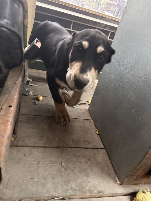 Щенки алабая 3 месячные  крупные