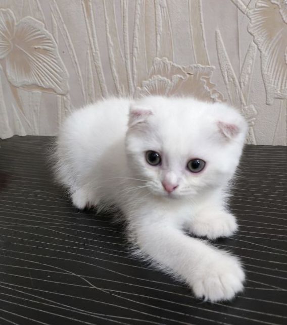 Скоттиш. Фолд. 2.ойлик. Мушук. Боласи  ақилли.