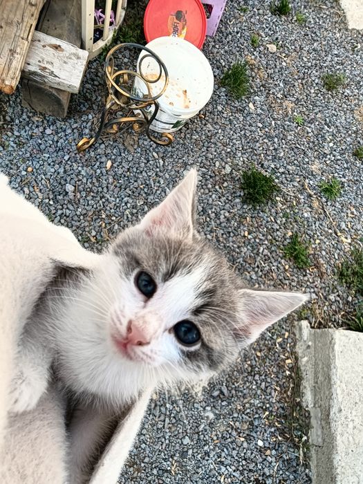 Отдам в хорошие руки