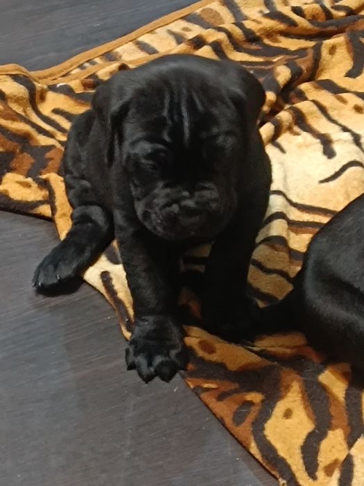 Кане Корсо чистокрувни